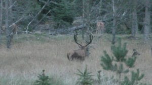 Egon Bennetsen klar med nye videoer fra Hjardemål Klit