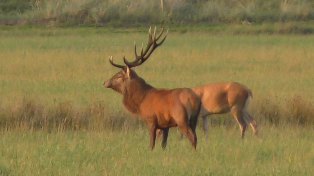 Den nordjyske hjortevildtforvaltning 1 Den nordjyske hjortevildtforvaltning 1