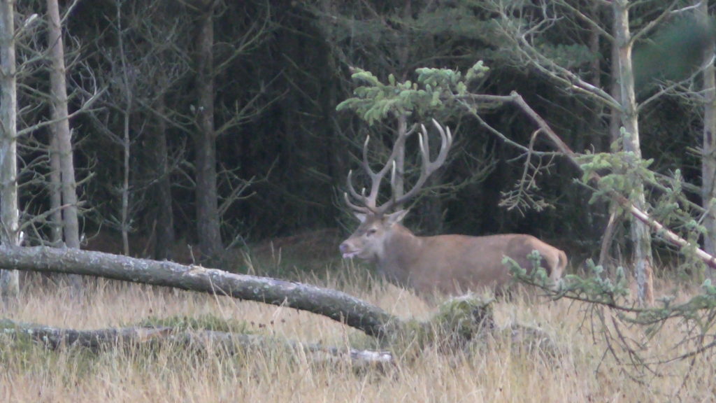Den nordjyske hjortevildtforvaltning 2 Den nordjyske hjortevildtforvaltning 2