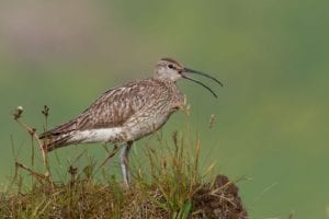 Småspove – også kaldet lille regnspove Småspove - også kaldet lille regnspove