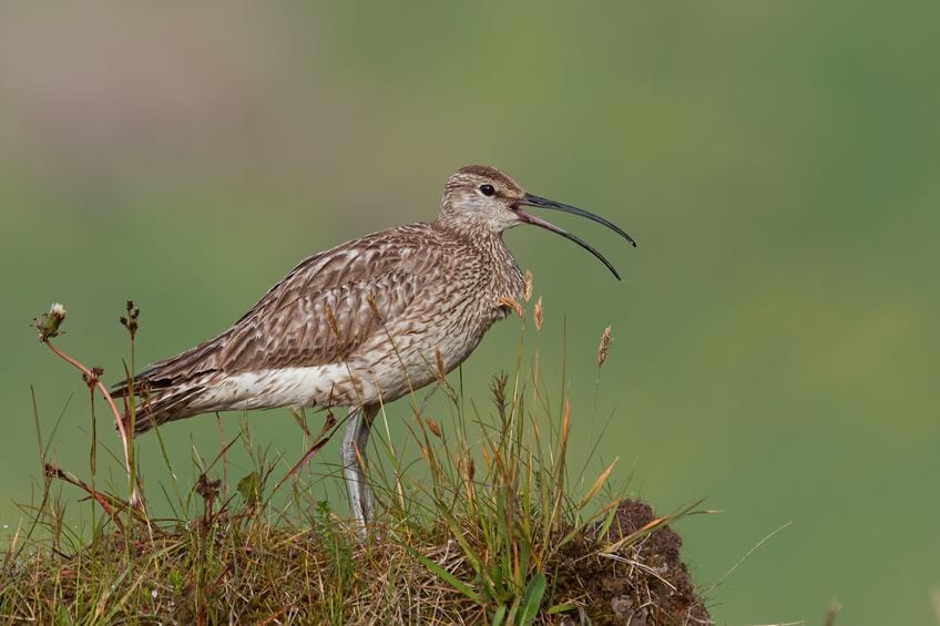 Småspove - også kaldet lille regnspove