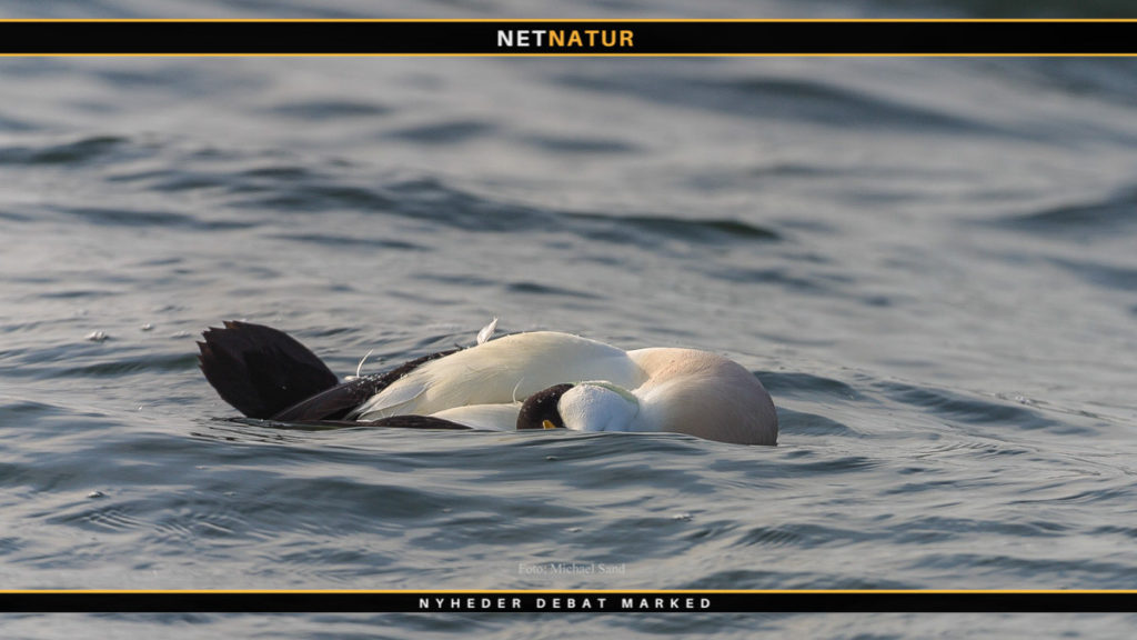 Fund af syge eller døde vilde fugle