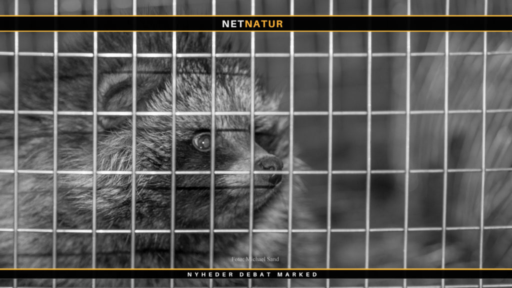 Hvalpesyge og mårhund