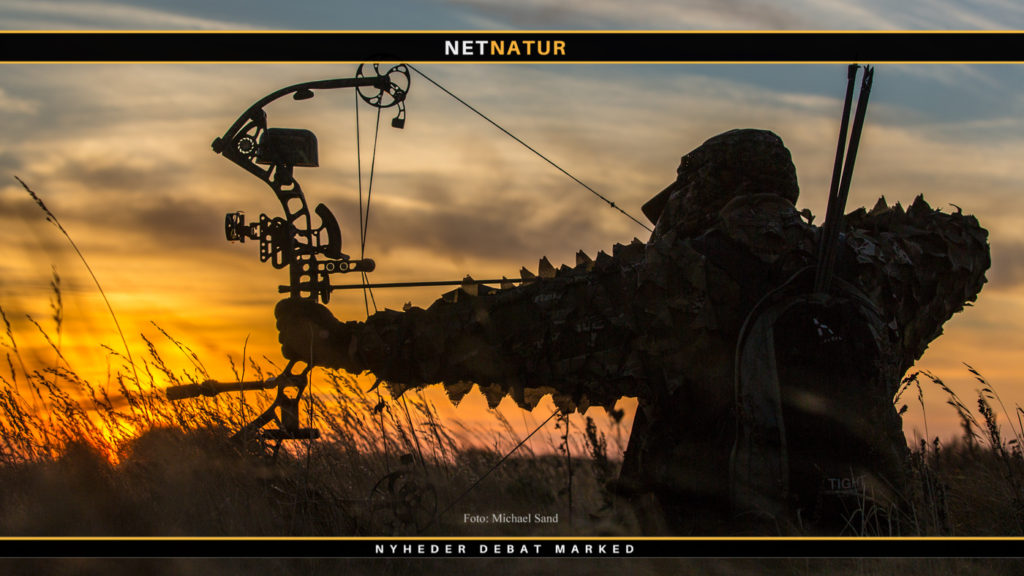 Alle skud med bue og pil skal indberettes ved jagt på de store hjortevildtarter