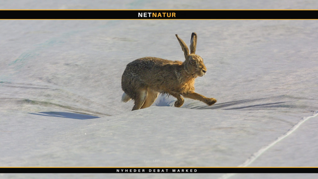 DN søger støtte til redning af truede danske arter