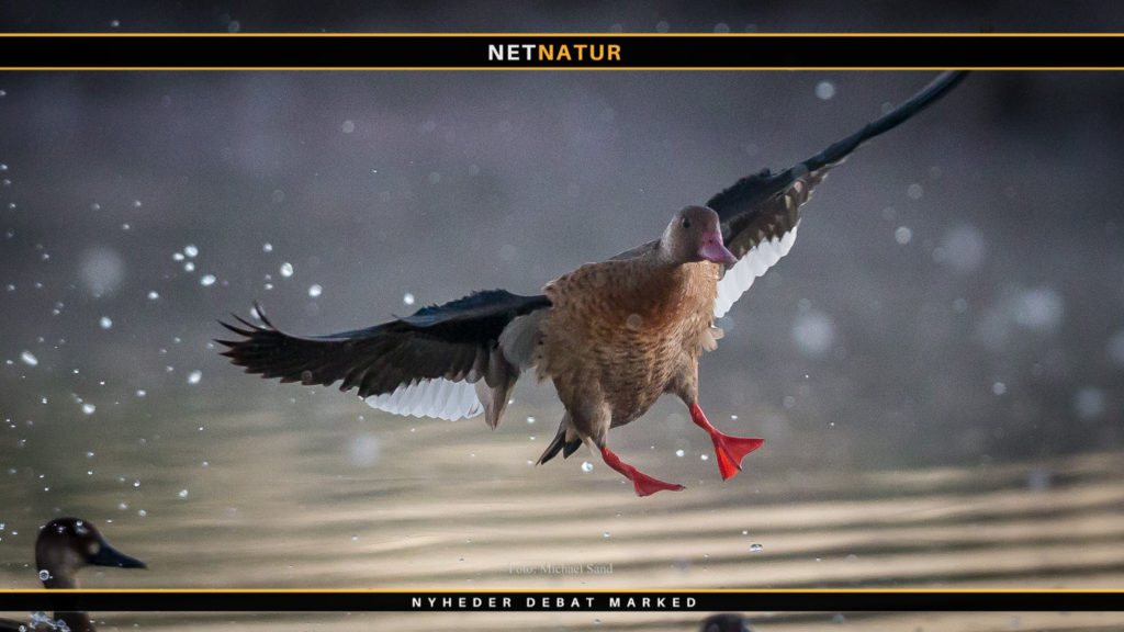 Gode nyheder for de danske ænder