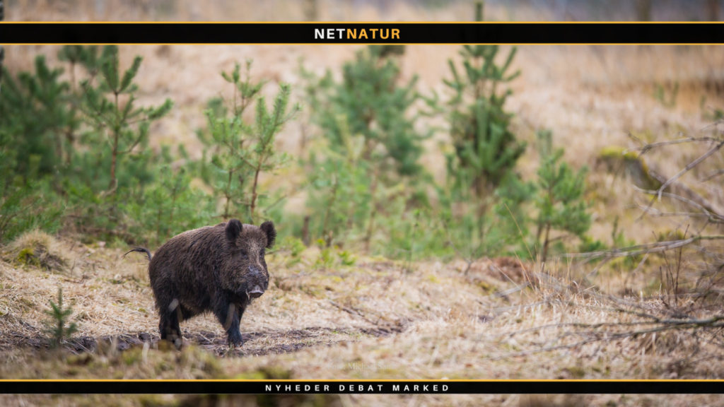 Afrikansk svinepest meget tæt på Frankrig