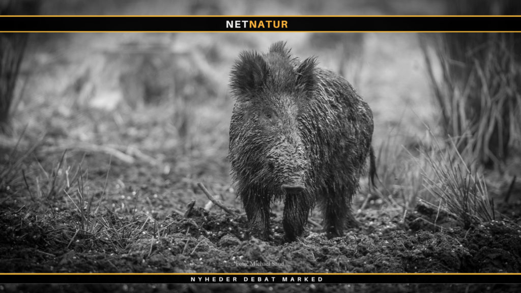 FACE fremlægger synspunkter i Bruxelles