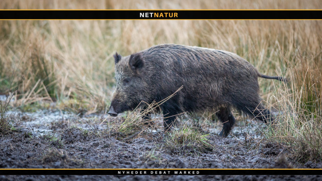 Vildsvin i stribevis