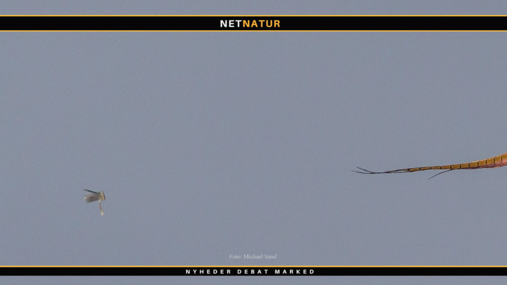 Forbud mod haglskåle i støbeskeen