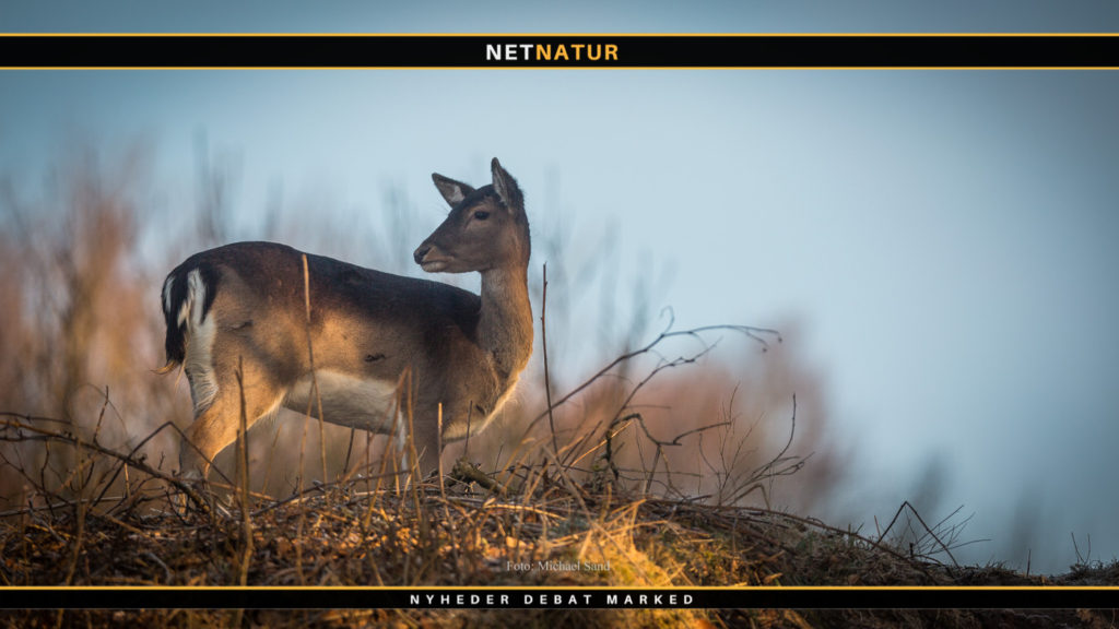 Hvor bliver årets julegave til jægerne mon af ?