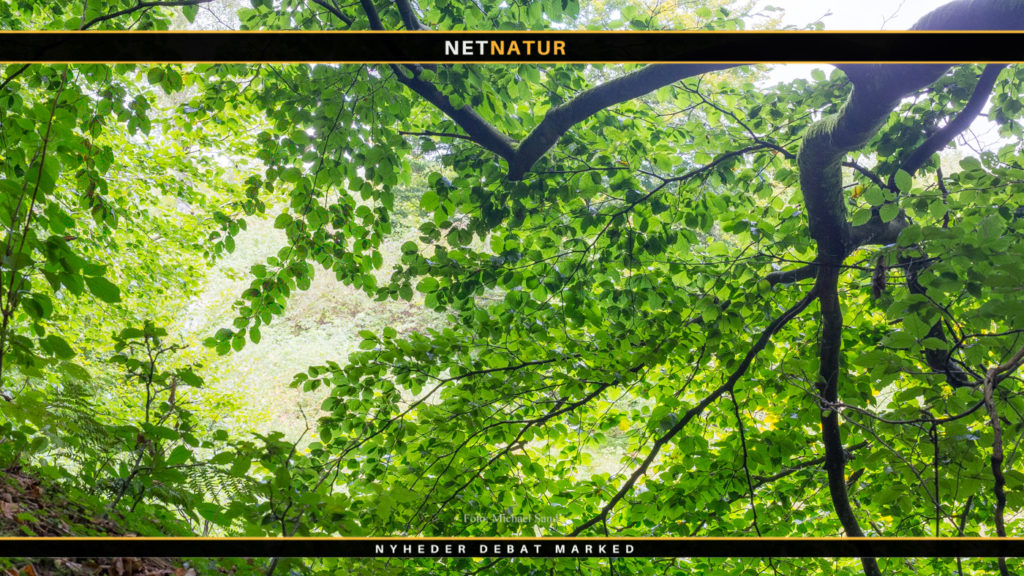 Kend dine vildtplanter: Bøg - Danmarks nationaltræ