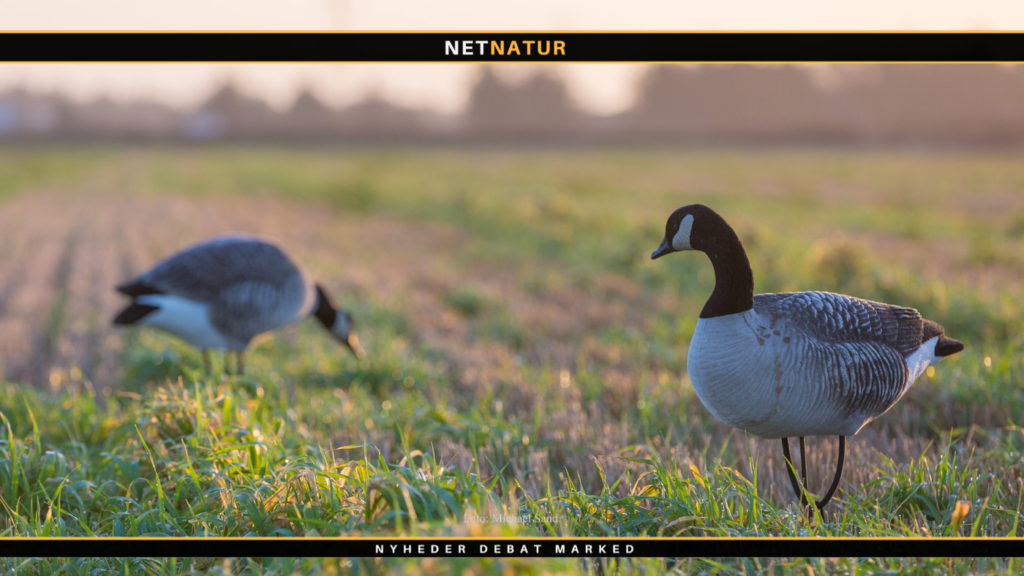 Gåsejagt på svensk