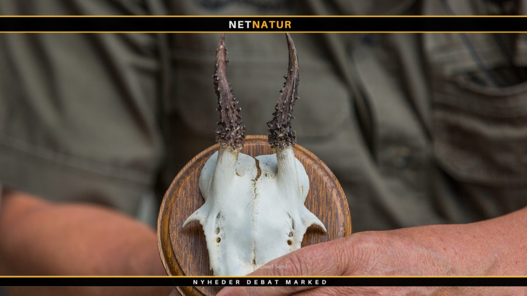 Mit bedste mindste trofæ