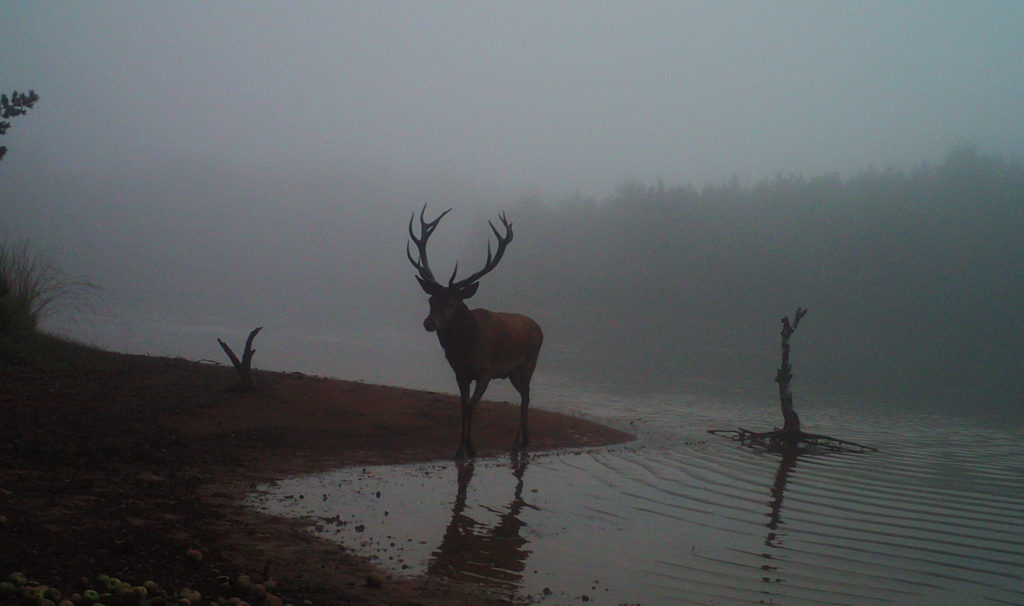Læserbrev sætter fokus på naboskab og gamle hjorte