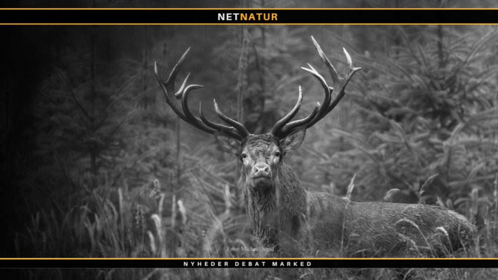 Forskere snyder i stigende grad