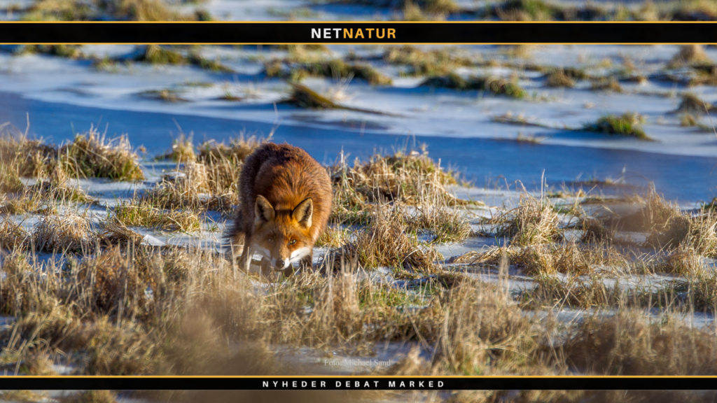 Ræven - passioneret hønsetyv med to udgange