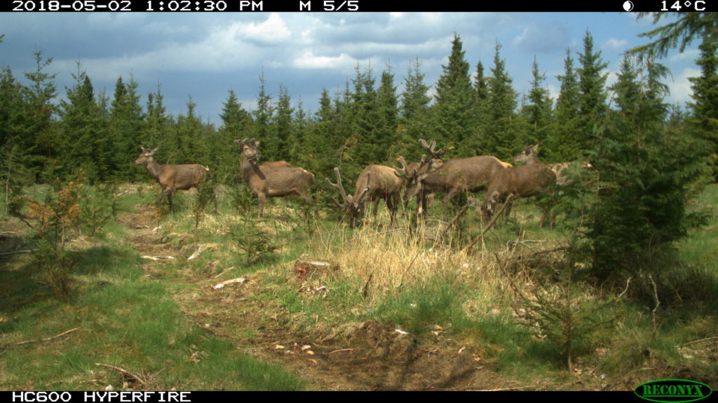 Vildtbiolog kommenterer opslag på Facebook