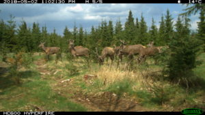 Vildtbiolog kommenterer opslag på Facebook