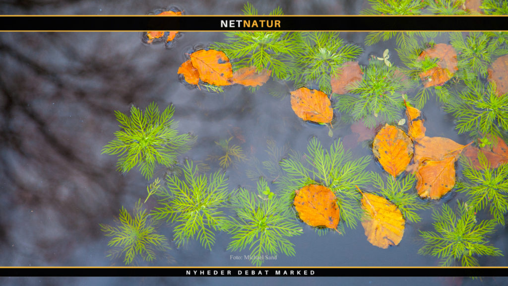 Forbud mod lette plastikbæreposer