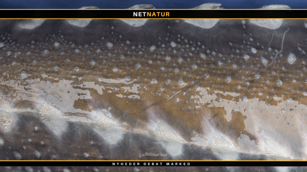 På jagt efter Nordamerikas største ferskvandsfisk