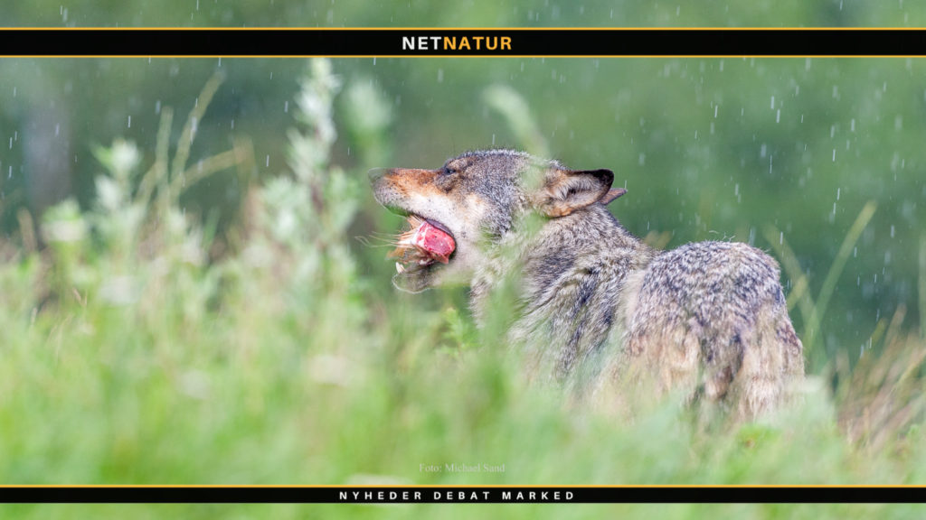 Føl dræbt af ulv Føl dræbt af ulv