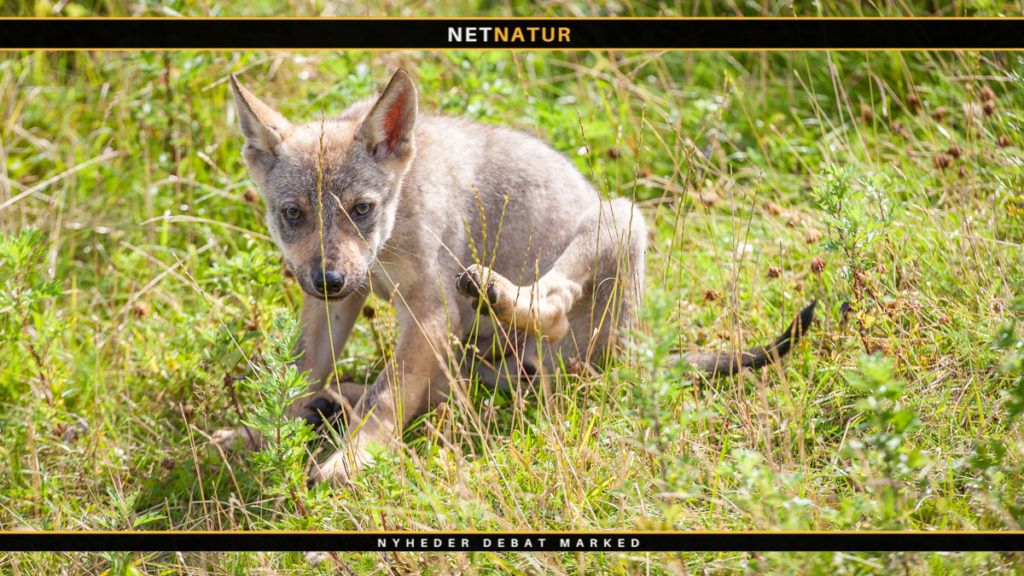 Ulv eller ulve konstateret mellem Randers og Århus