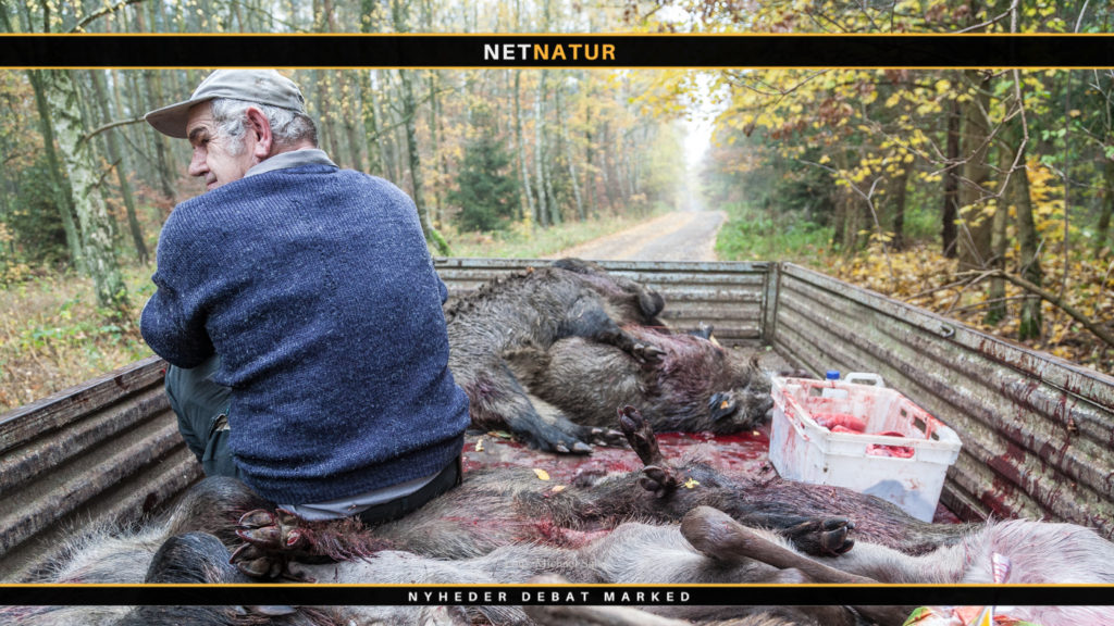 Ukontroleret vildsvinekød importeres i stigende grad til Danmark