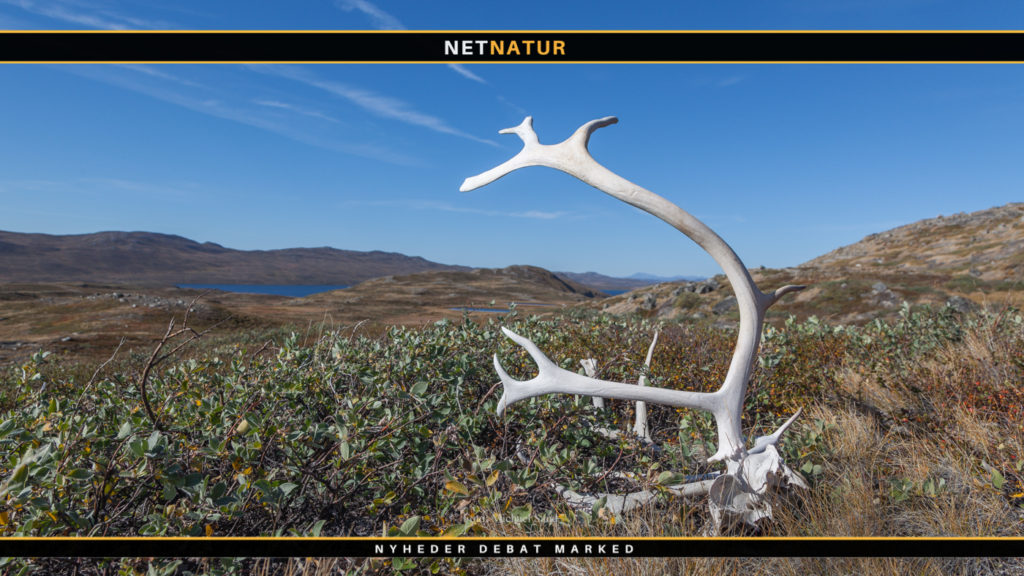 Kød og klima ifølge Bjørn Lomborg