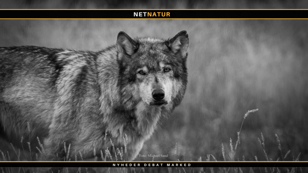 Tysk Miljøminister: Intet sikkert tegn på ulveangreb