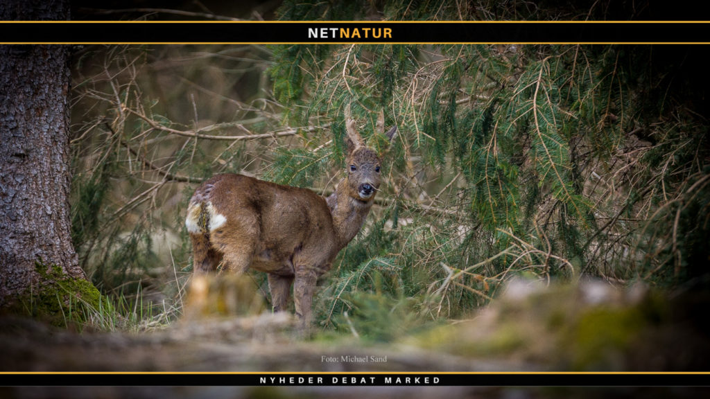 .222Rem og .223Rem som første riffel til bukkejagt?