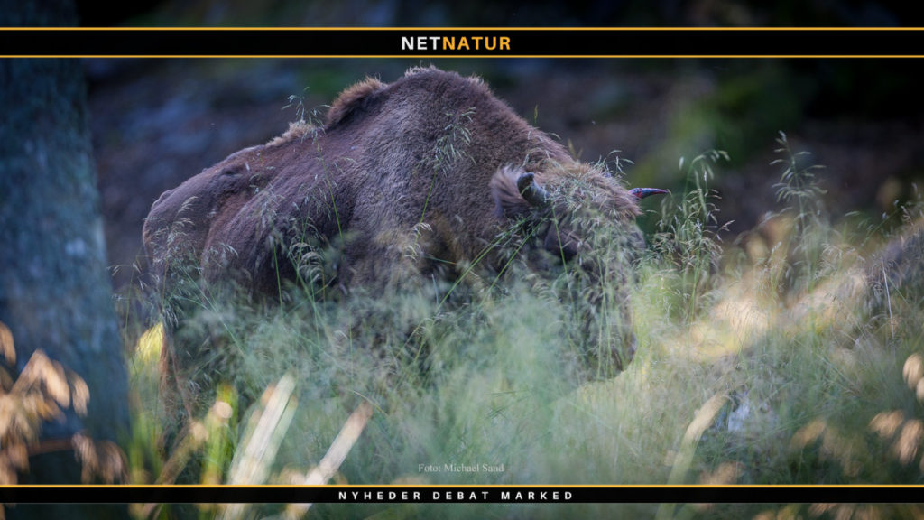 Europæiske bisoner på vej til Lille Vildmose