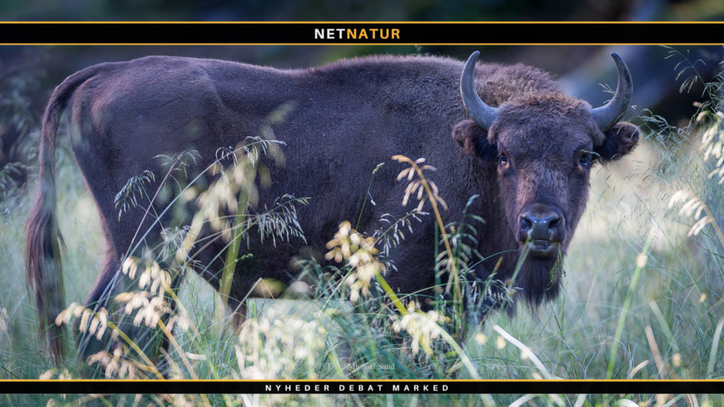 Har Bornholms bisoner det rigtig godt eller rigtig skidt?