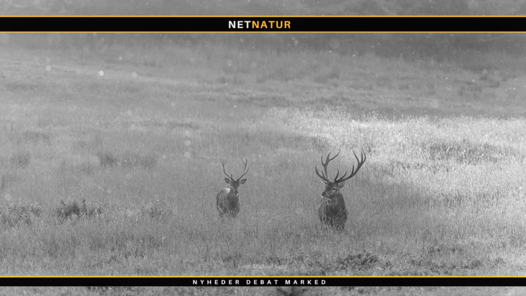 Fusion blandt udbydere af jagtrejser