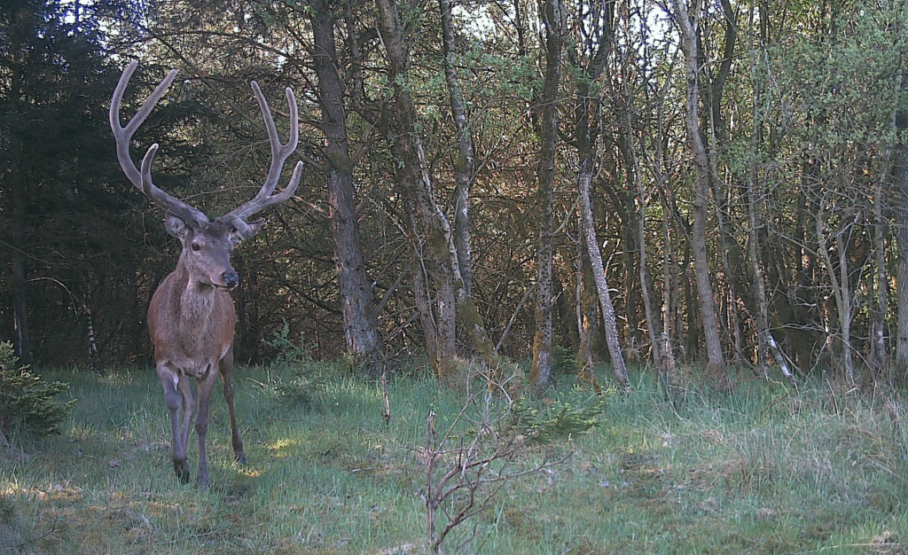 Læserbrev retter fokus på godt naboskab og gamle hjorte