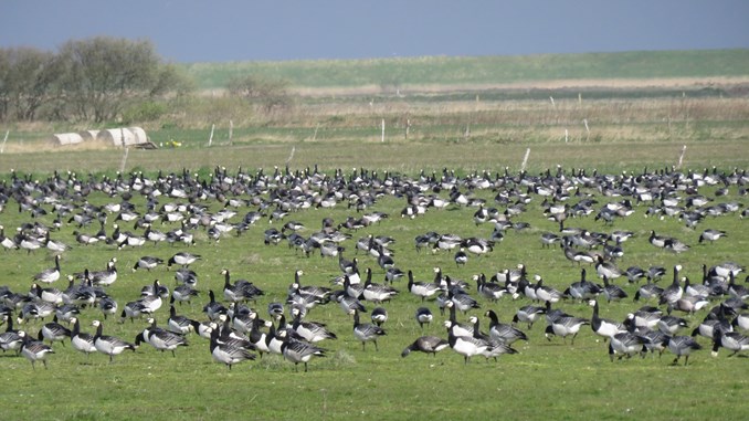 Bestanden af bramgæs er eksploderet