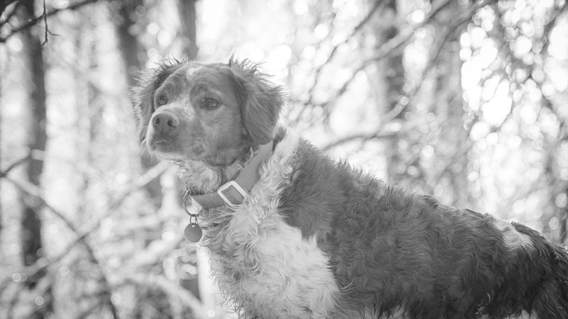 På jagt med stående hund i Oregon