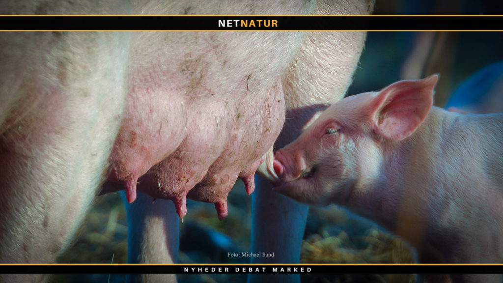 Fluer kan smitte med svinepest