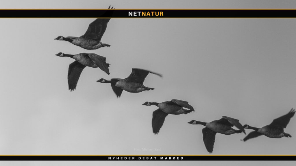 Tyske canadagæs på fremmarch