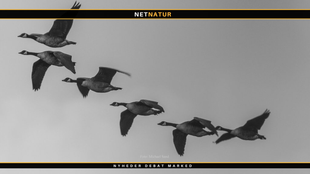 Læserbrev: Jægerforbundets top har svigtet totalt i årevis Læserbrev og Danmarks Jægerforbund