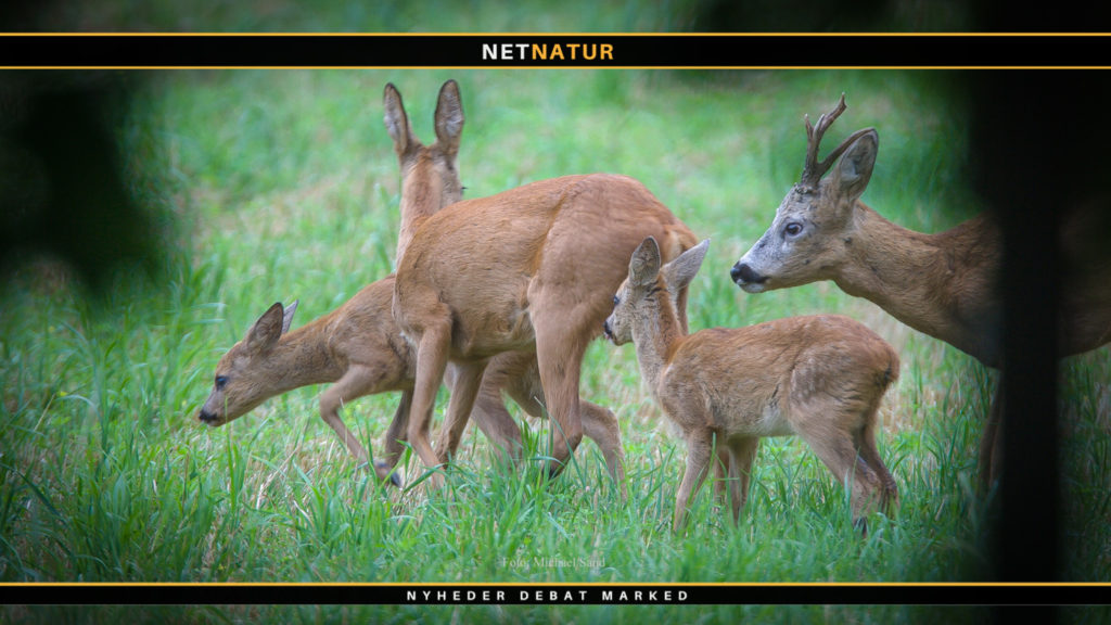 Det bedste vildtkamera