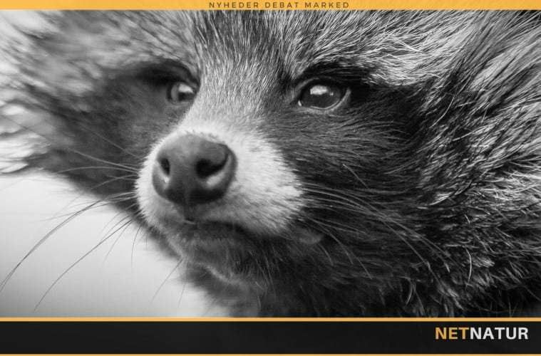 Ny tilskudspulje til udstyr til bekæmpelse af mårhund