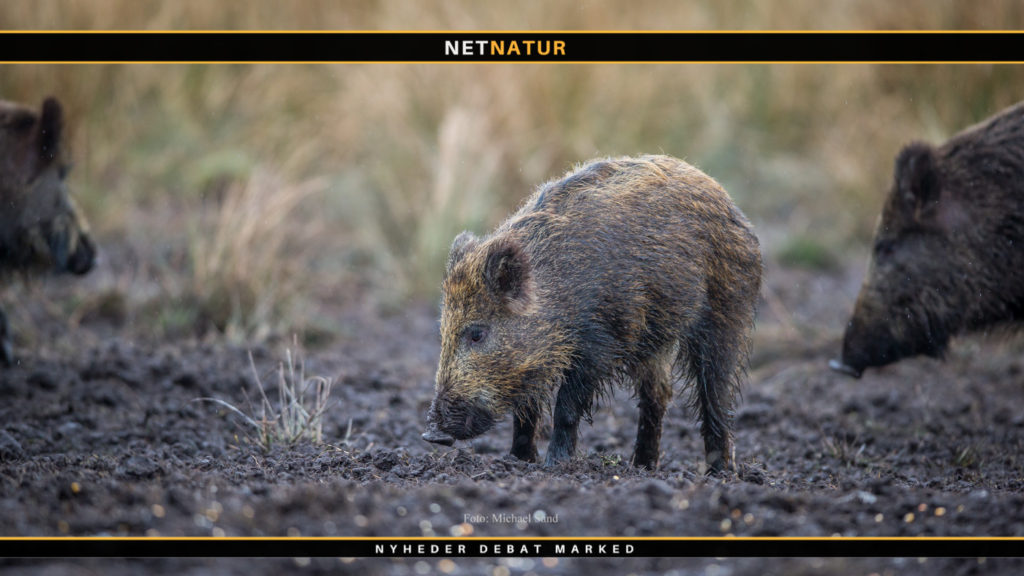 Etableringen af vildsvinehegnet påbegyndes i dag