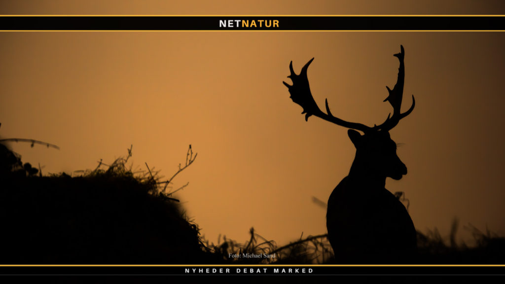 Minister afviser arealkrav på dåvildt Miljø- og fødevareminister Jakob Ellemann-Jensen afviser Vildtforvaltningsrådets ønske om at indføre arealkrav på dåvildt