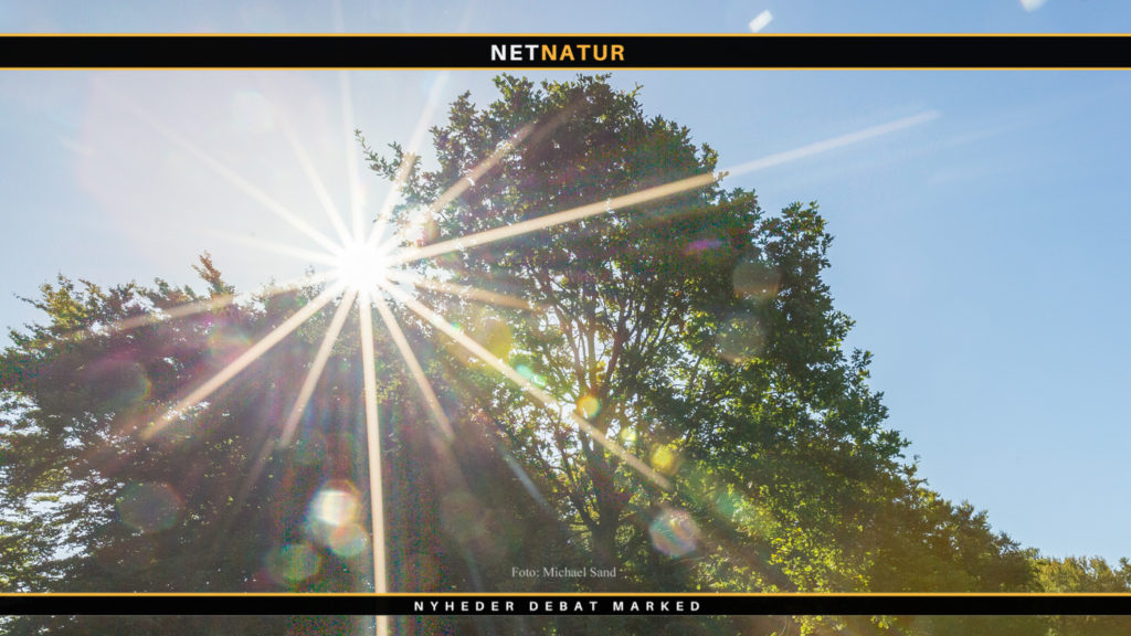 Kina bygger verdens første skovby