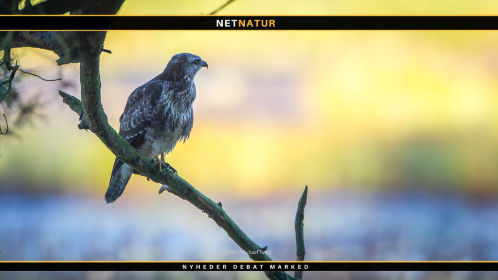 Fugleinfluenza fundet i to rovfugle på Sjælland Fugle