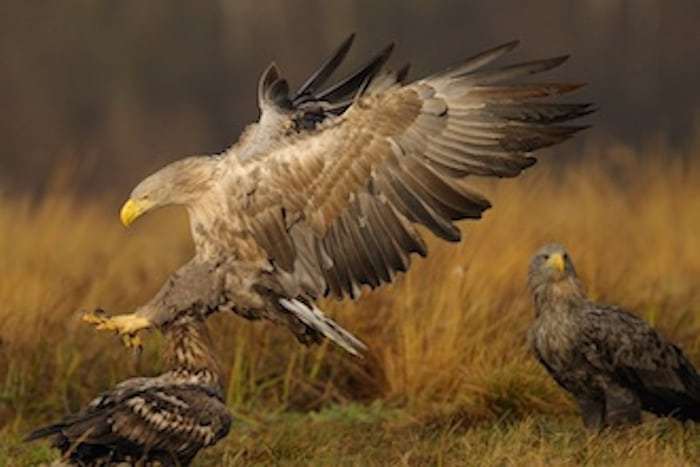 Danmarks ørne skal tælles i weekenden Danmarks ørne skal tælles i weekenden