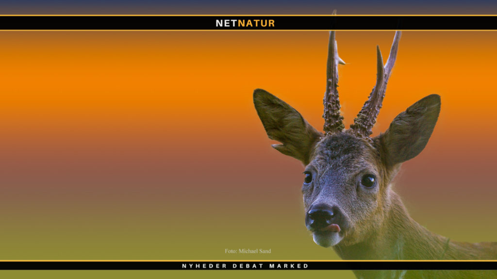 10 mest læste artikler om bukkejagt 10 mest læste artikler om bukkejagt