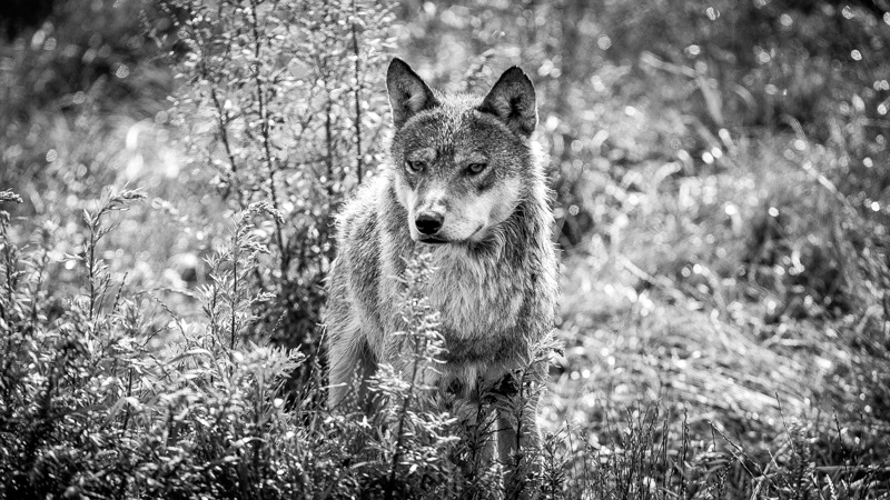 Hund møder ulv under jagt