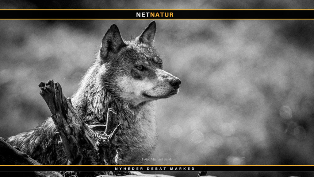 Manden bag ulvedrab taler ud for første gang i TV indslag Ulv og debat
